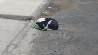 Illustration de l'article : Jetée en pleine rue avec son sac de jouets, cette petite chienne a eu la chance de croiser la route d’une bonne âme qui lui a sauvé la vie