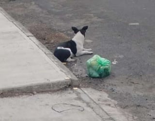 Illustration de l'article : Jetée en pleine rue avec son sac de jouets, cette petite chienne a eu la chance de croiser la route d’une bonne âme qui lui a sauvé la vie