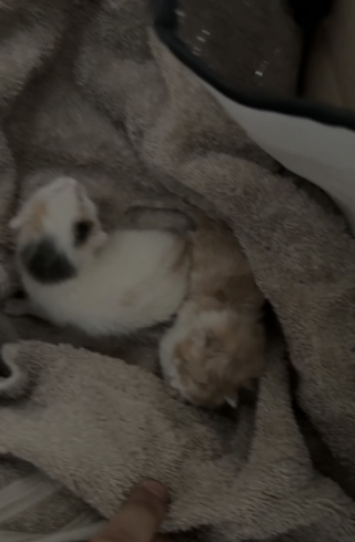 Illustration de l'article : Jetés à la poubelle quelques heures après leur naissance, 2 chatons sont sauvés in extremis par un automobiliste d’Albi (81)