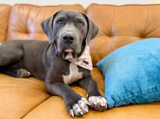 Illustration de l'article : « J’ai fondu en larmes », une chienne affamée, trop faible pour marcher, remue encore la queue pour sa sauveteuse (vidéo)