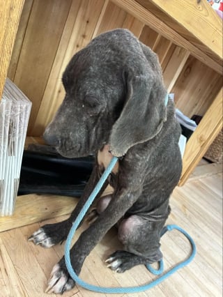 Illustration de l'article : « J’ai fondu en larmes », une chienne affamée, trop faible pour marcher, remue encore la queue pour sa sauveteuse (vidéo)