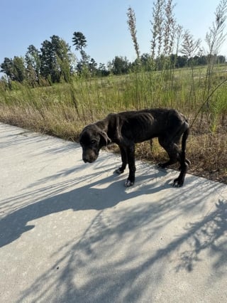 Illustration de l'article : « J’ai fondu en larmes », une chienne affamée, trop faible pour marcher, remue encore la queue pour sa sauveteuse (vidéo)