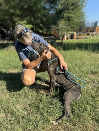 Illustration de l'article : « J’ai fondu en larmes », une chienne affamée, trop faible pour marcher, remue encore la queue pour sa sauveteuse (vidéo)