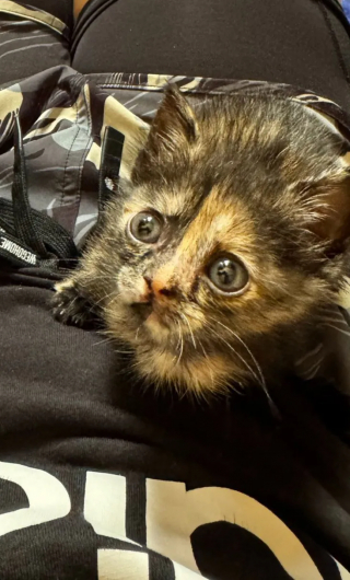 Illustration de l'article : « Ils avaient besoin l'un de l'autre », un chaton sauvé par l’armée redonne le sourire à un vétéran endeuillé (vidéo)