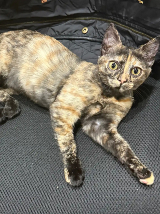 Illustration de l'article : « Ils avaient besoin l'un de l'autre », un chaton sauvé par l’armée redonne le sourire à un vétéran endeuillé (vidéo)