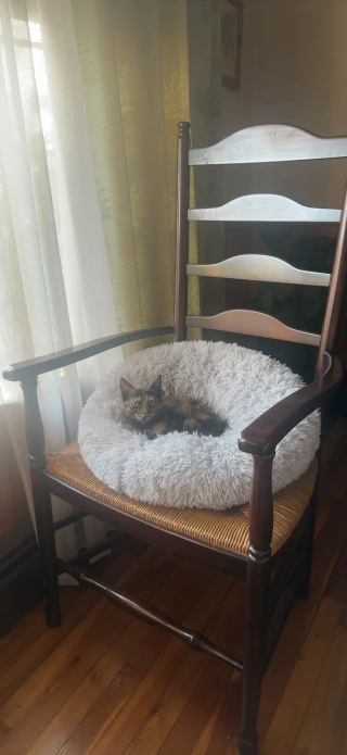 Illustration de l'article : « Ils avaient besoin l'un de l'autre », un chaton sauvé par l’armée redonne le sourire à un vétéran endeuillé (vidéo)