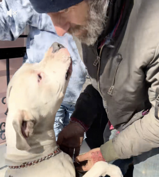 Illustration de l'article : Pour retrouver son maître sans-abri disparu, un Pitbull affectueux n’hésite pas à sauter dans la voiture d’une inconnue (vidéo)