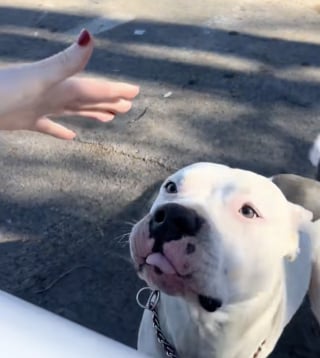 Illustration de l'article : Pour retrouver son maître sans-abri disparu, un Pitbull affectueux n’hésite pas à sauter dans la voiture d’une inconnue (vidéo)