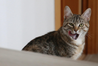 Illustration de l'article : 8 activités dont les chats ne se lasseront jamais