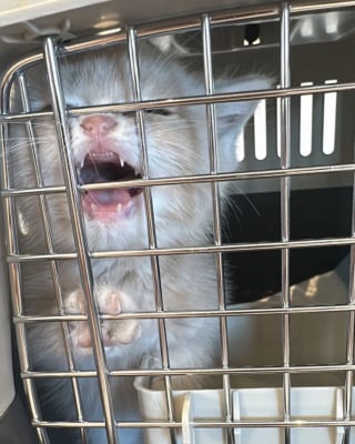 Illustration de l'article : Abandonné par une famille qui ne voulait plus de lui, ce chaton d'un mois passe des miaulements de peur aux ronronnements apaisés une fois sauvé