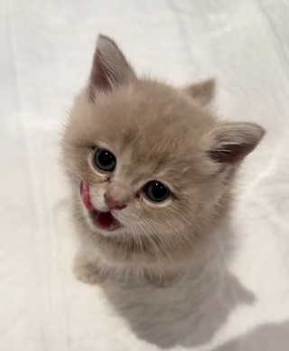 Illustration de l'article : Abandonné par une famille qui ne voulait plus de lui, ce chaton d'un mois passe des miaulements de peur aux ronronnements apaisés une fois sauvé