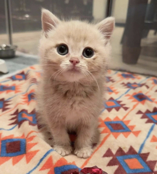 Illustration de l'article : Abandonné par une famille qui ne voulait plus de lui, ce chaton d'un mois passe des miaulements de peur aux ronronnements apaisés une fois sauvé