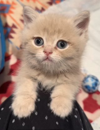 Illustration de l'article : Abandonné par une famille qui ne voulait plus de lui, ce chaton d'un mois passe des miaulements de peur aux ronronnements apaisés une fois sauvé