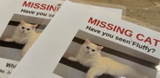 Illustration de l'article : Un chat disparu pendant 30 heures est finalement retrouvé sous la baignoire après des travaux de salle de bain