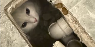 Illustration de l'article : Un chat disparu pendant 30 heures est finalement retrouvé sous la baignoire après des travaux de salle de bain