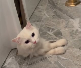 Illustration de l'article : Un chat disparu pendant 30 heures est finalement retrouvé sous la baignoire après des travaux de salle de bain