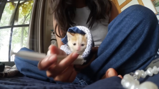 Illustration de l'article : Un couple en vacances qui n'a jamais eu l'intention d'avoir un chat change d'avis en rencontrant un chaton complètement trempé