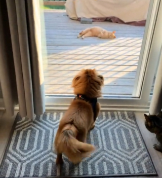 Illustration de l'article : Une famille s'apprêtant à déménager reçoit les visites quotidiennes d'un chat roux errant qui finit par en faire partie (vidéo)