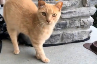Illustration de l'article : Une famille s'apprêtant à déménager reçoit les visites quotidiennes d'un chat roux errant qui finit par en faire partie (vidéo)