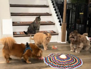 Illustration de l'article : Une famille s'apprêtant à déménager reçoit les visites quotidiennes d'un chat roux errant qui finit par en faire partie (vidéo)