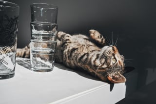 Illustration de l'article : Idée reçue : la pâtée à elle seule suffit-elle à hydrater votre chat ?