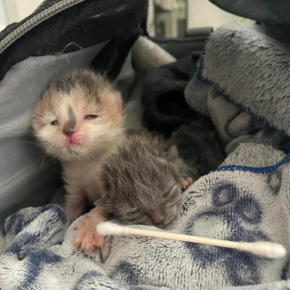 Illustration de l'article : Une chatte errante dépose ses deux nouveau-nés devant une porte avant que la famille ne décide de les sauver