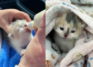 Illustration de l'article : Une chatte errante dépose ses deux nouveau-nés devant une porte avant que la famille ne décide de les sauver