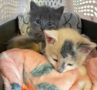 Illustration de l'article : Une chatte errante dépose ses deux nouveau-nés devant une porte avant que la famille ne décide de les sauver