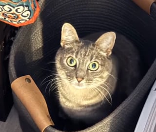 Illustration de l'article : Une chatte recherchée par sa famille et coincée dans un caniveau est retrouvée par des adolescents qui tentaient d'y récupérer leur balle