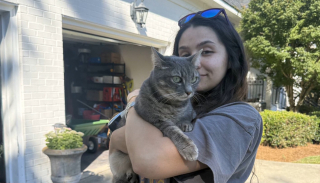 Illustration de l'article : Une chatte recherchée par sa famille et coincée dans un caniveau est retrouvée par des adolescents qui tentaient d'y récupérer leur balle