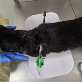 Illustration de l'article : Un chat errant transpercé par une flèche est opéré en urgence et survit à cet acte inqualifiable auquel une association cherche des réponses
