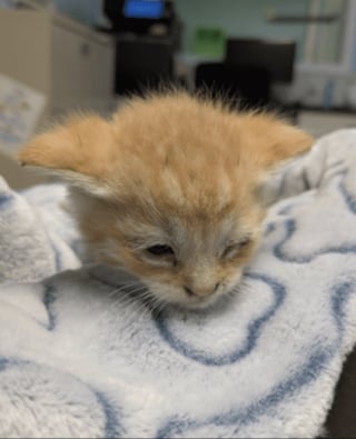 Illustration de l'article : « Il a sauvé les chatons d'un sort terrible », un employé entend des miaulements sous du carton et change 5 vies