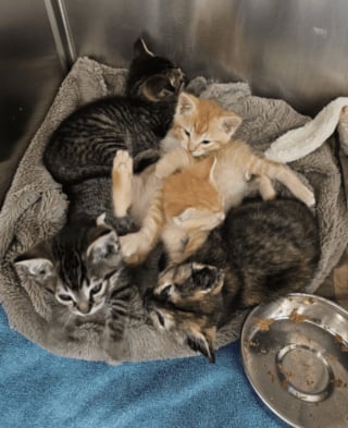 Illustration de l'article : « Il a sauvé les chatons d'un sort terrible », un employé entend des miaulements sous du carton et change 5 vies