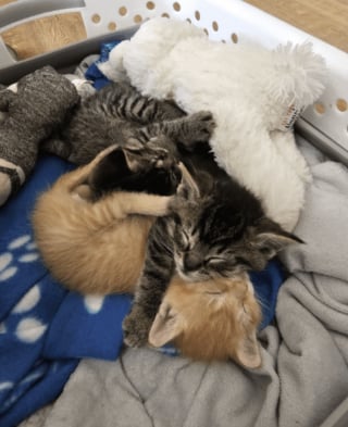 Illustration de l'article : « Il a sauvé les chatons d'un sort terrible », un employé entend des miaulements sous du carton et change 5 vies