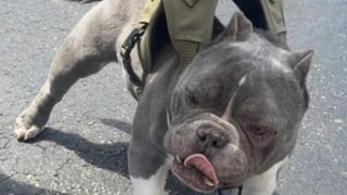 Illustration de l'article : Un chien disparu depuis 2 ans retrouve sa famille grâce à sa puce, la solidarité s'organise pour payer ses soins dentaires