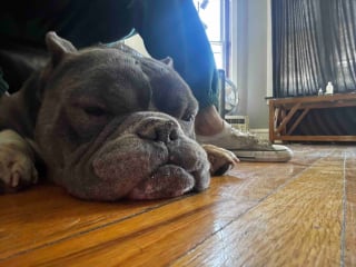 Illustration de l'article : Un chien disparu depuis 2 ans retrouve sa famille grâce à sa puce, la solidarité s'organise pour payer ses soins dentaires