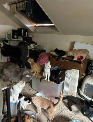 Illustration de l'article : La chute de plusieurs chats depuis le 2e étage mène au sauvetage d'une dizaine d'animaux vivant dans des conditions insalubres