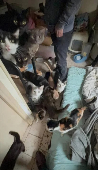 Illustration de l'article : La chute de plusieurs chats depuis le 2e étage mène au sauvetage d'une dizaine d'animaux vivant dans des conditions insalubres