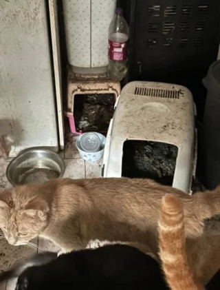 Illustration de l'article : La chute de plusieurs chats depuis le 2e étage mène au sauvetage d'une dizaine d'animaux vivant dans des conditions insalubres