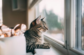 Illustration de l'article : Une étude scientifique prouve que les chats souffrent aussi d'angoisse de séparation