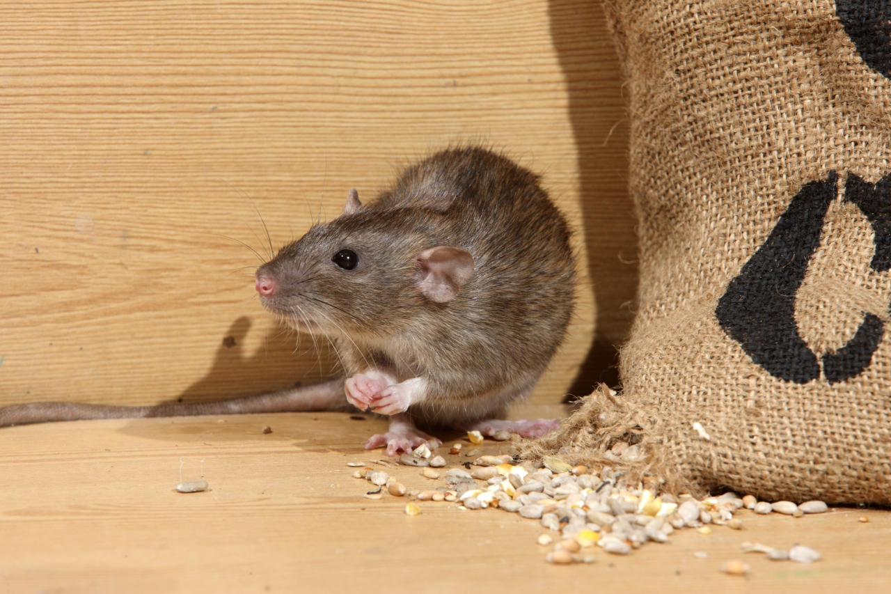 Comment décoller une souris vivante d'un piège adhésif