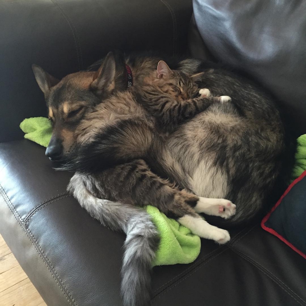Кот и собачка спят вместе