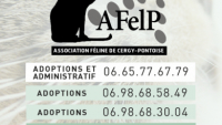Illustration : "Association Féline de Cergy Pontoise - AFELP"