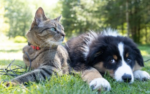 Illustration : "Comment préserver la mobilité et le bien-être articulaire de votre chien ou de votre chat ?"