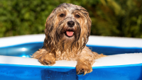 Illustration : "Meilleure piscine pour chien"