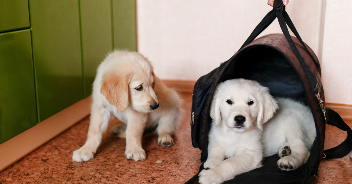 Les sacs de transport et sacs à dos pour chien