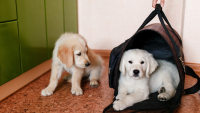 Illustration : "Meilleur sac de transport pour chien"