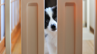 Barrière pour chien, barrière de sécurité chiot