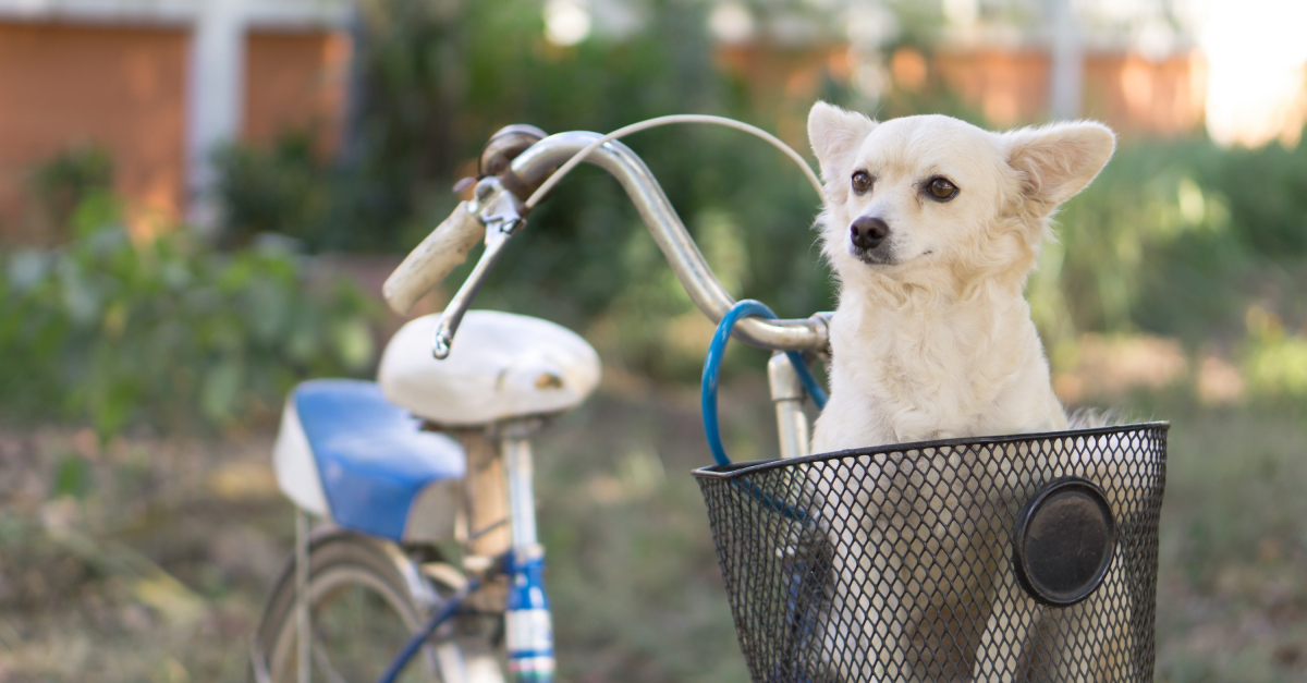 Panier avant vélo Friends On Tour pour chien