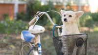 Illustration : "Meilleur panier vélo pour chien"